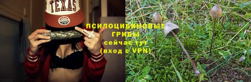 мега как зайти  Находка  Галлюциногенные грибы Magic Shrooms 